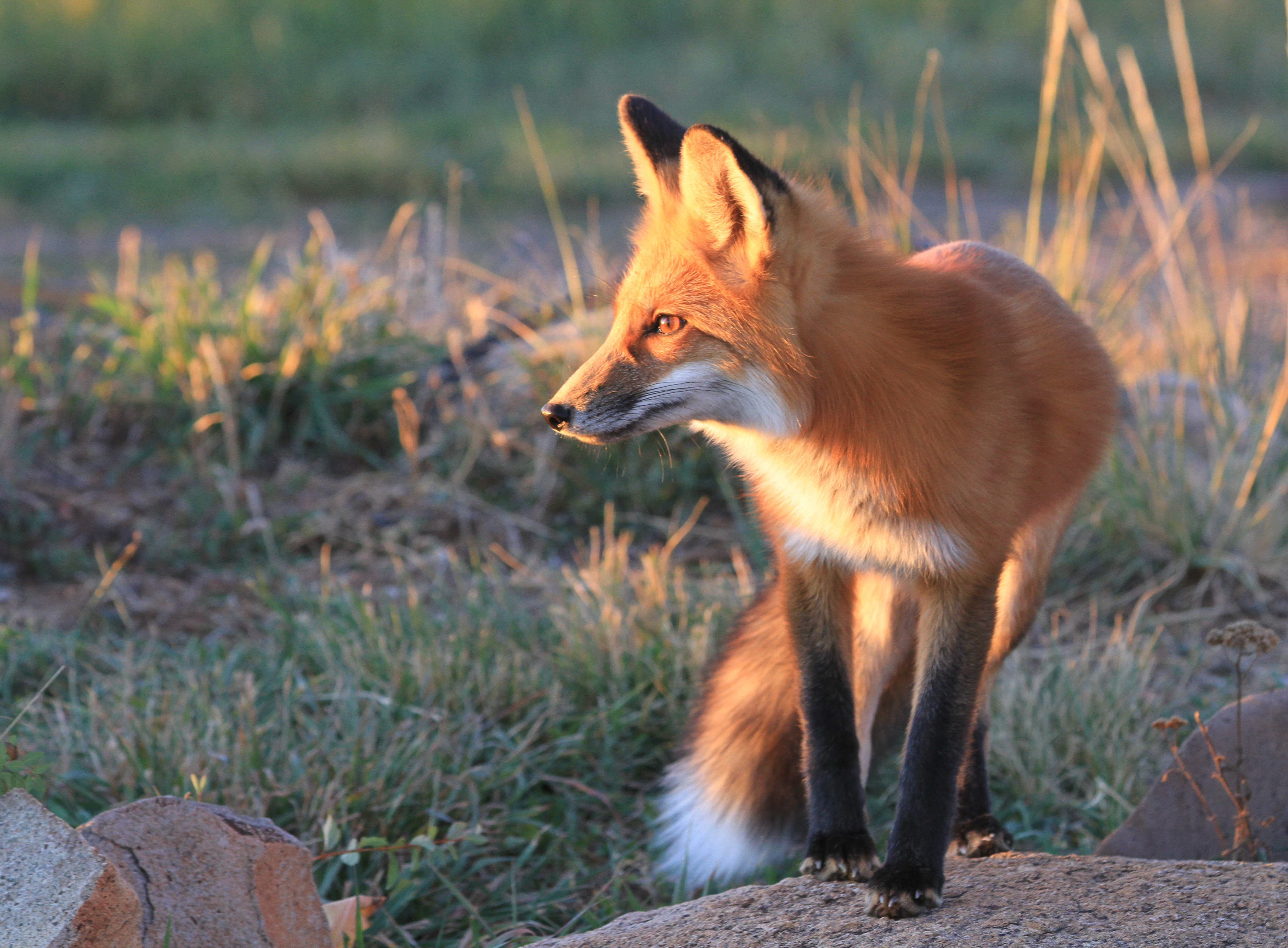 wild red fox baby