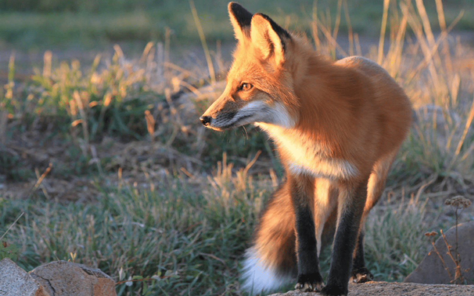 What to do When Foxes Move In - The National Wildlife Federation Blog