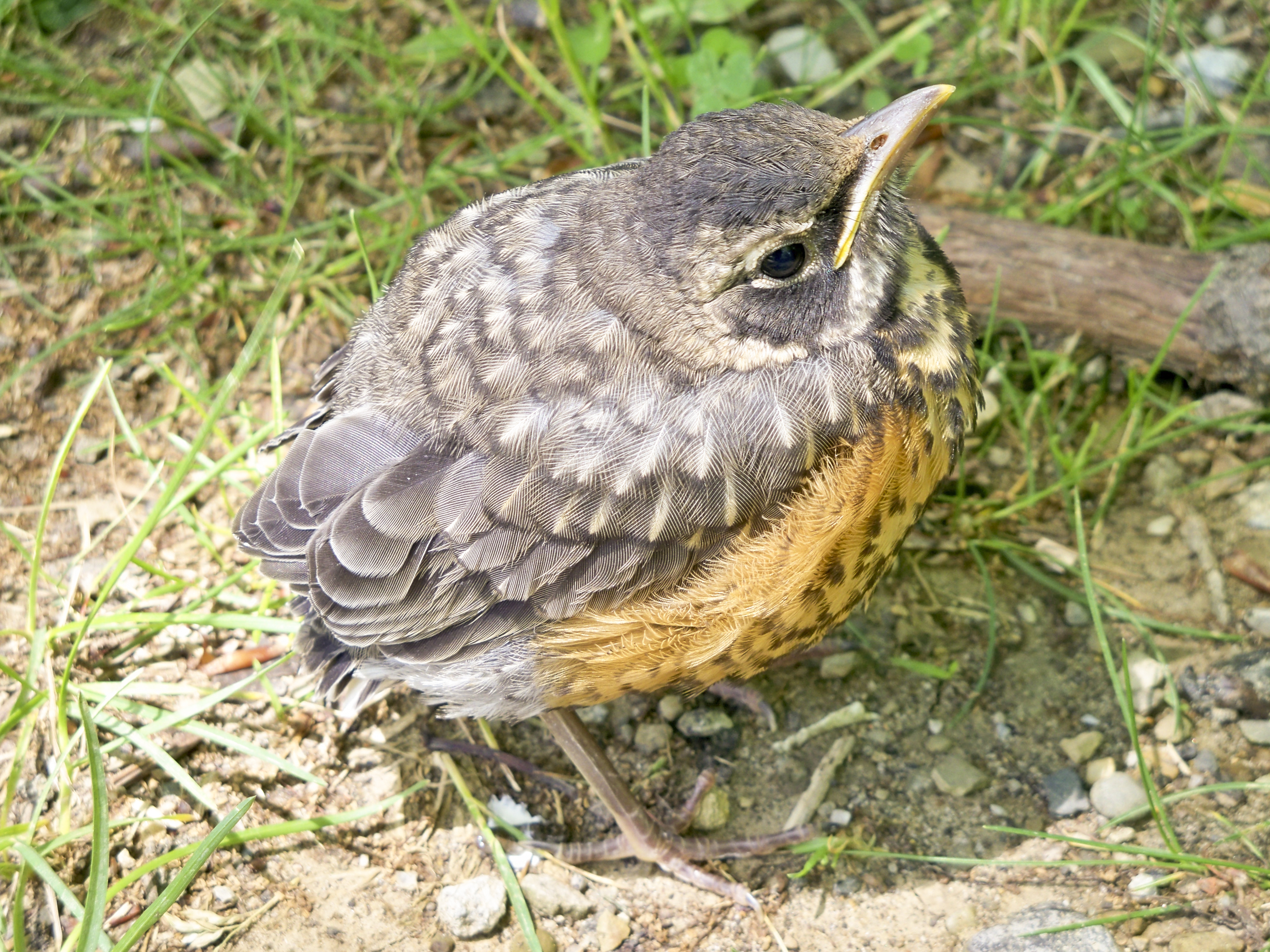 What To Do If You Find Baby Wildlife - The National Wildlife Federation Blog