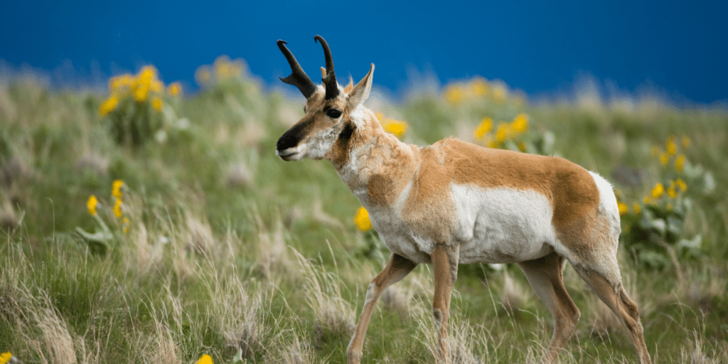 pronghorn