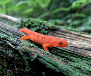 red-spotted newt