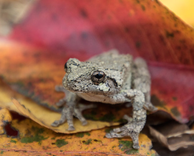 Five Tips to Help Frogs and Toads in Your Yard • The ...