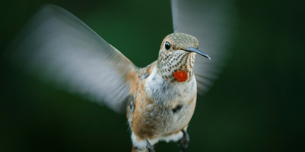Rufous hummingbird