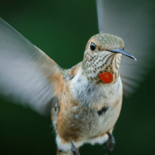 Rufous hummingbird