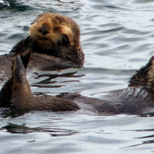 sea otters