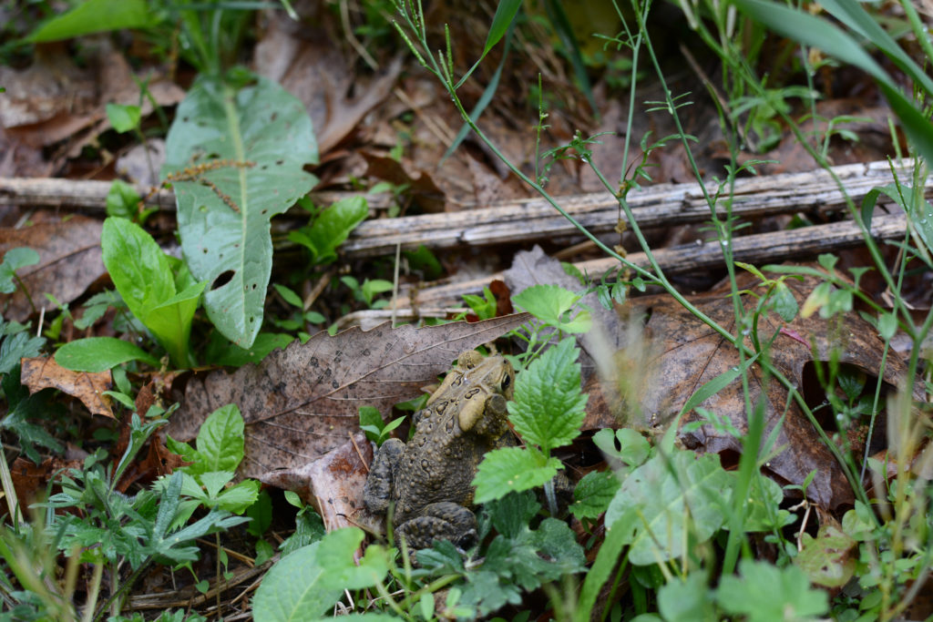 Five Tips to Help Frogs and Toads in Your Yard - The National Wildlife ...