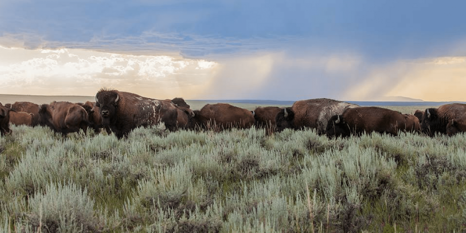 bison - American Prairie Reserve