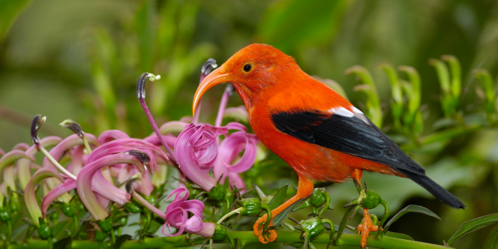 'i'iwi