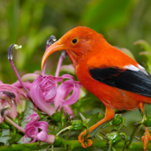 'i'iwi