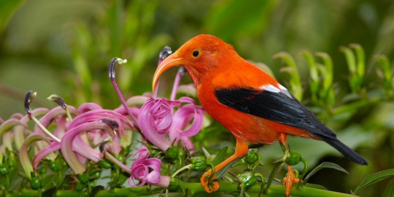 Will This Rare Hawaiian Forest Bird Go Extinct? - The National Wildlife ...