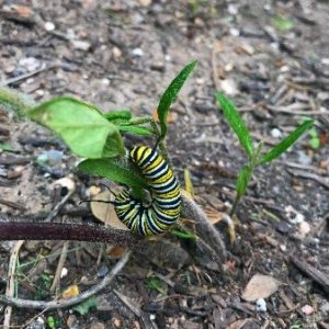 monarch caterpillar munching on a leaf