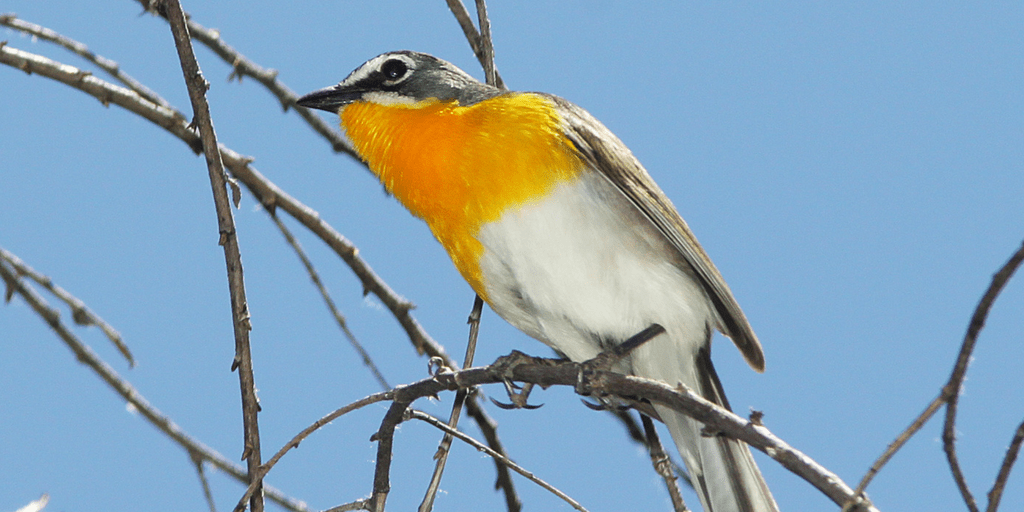 Yellow-breasted chat.