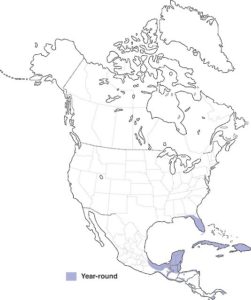 map shows year-round range of limpkins in Florida and parts of the Caribbean.