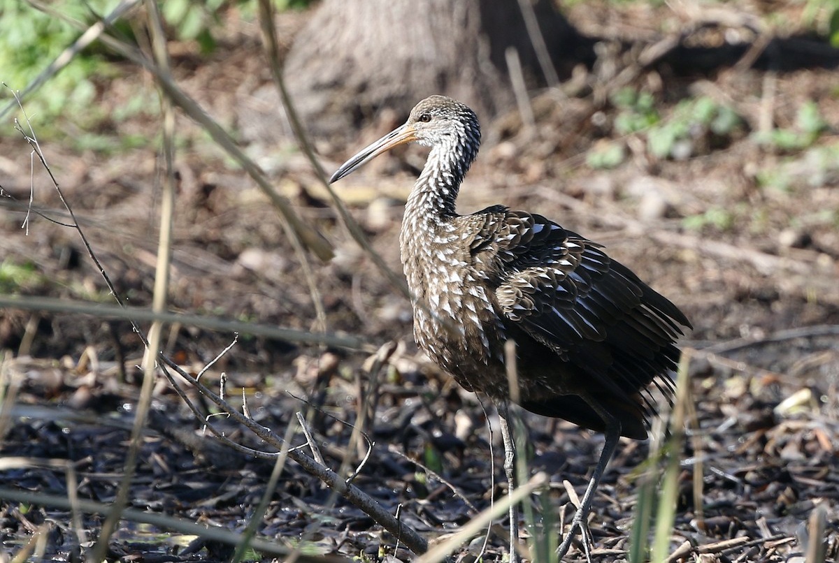 A bird known as a limpkin unexpectedly spotted in Louisiana.