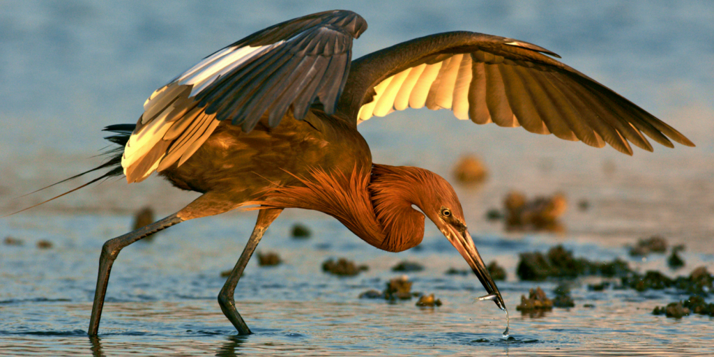reddish egret