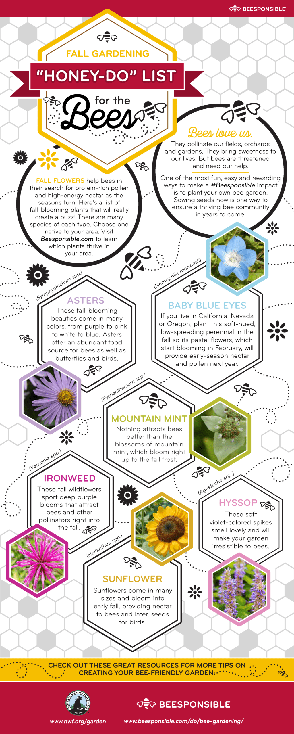 Great FallBlooming Plants for Pollinators The National Wildlife Federation Blog