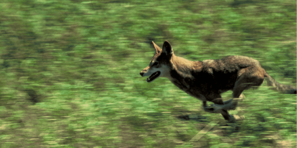 red wolf
