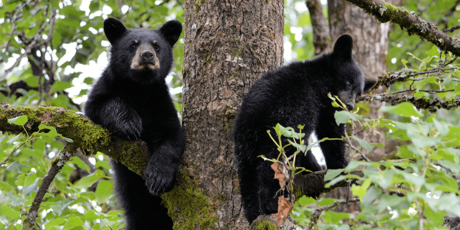 2 black bear cubs in a tree