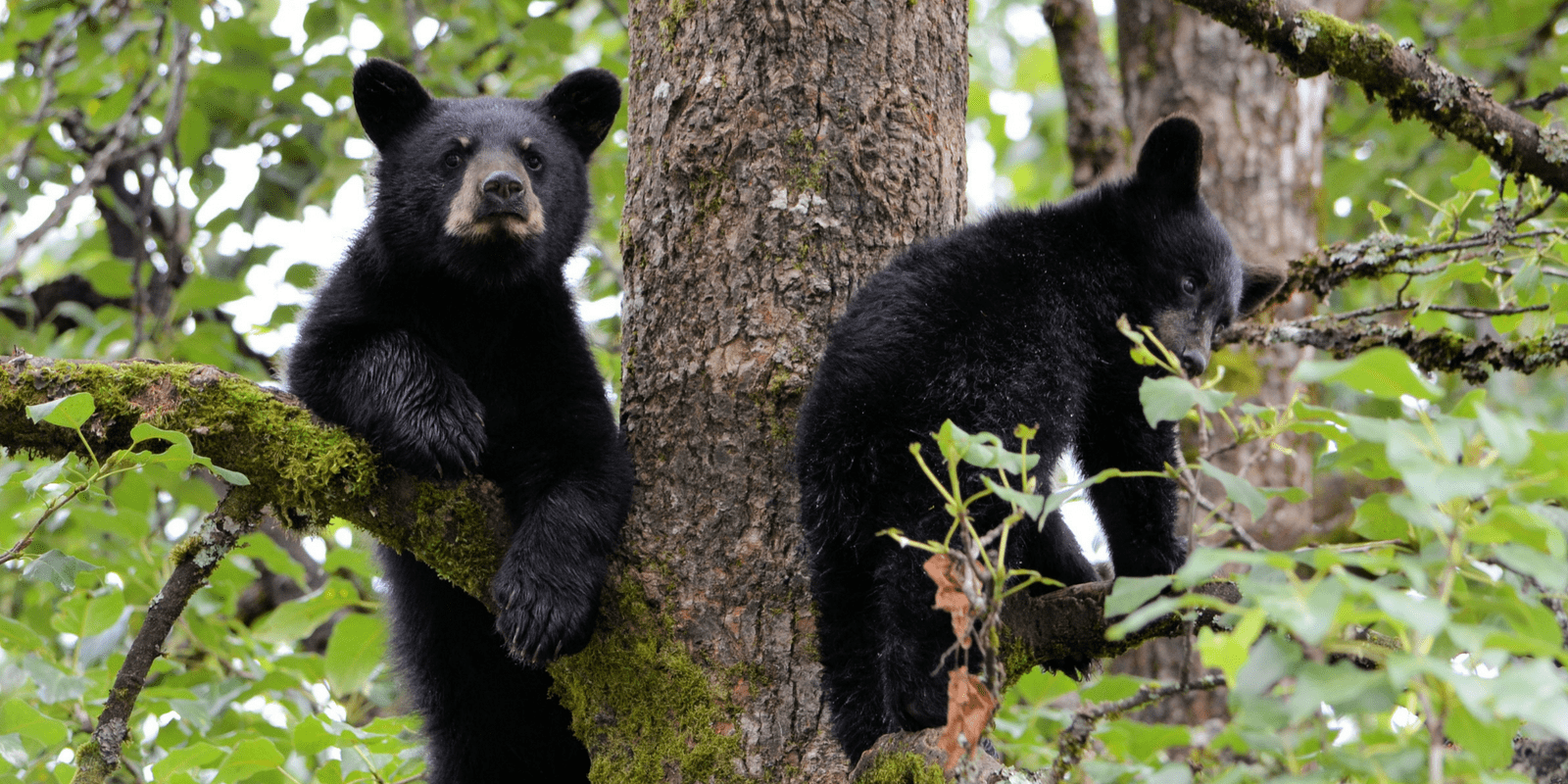 Got Bears?  Defenders of Wildlife