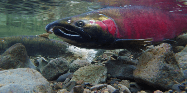 Wild Salmon Should Unite Us - The National Wildlife Federation Blog