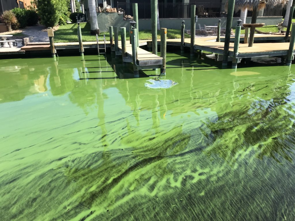 How Delayed Restoration of America’s Everglades Threatens Florida Bay’s ...