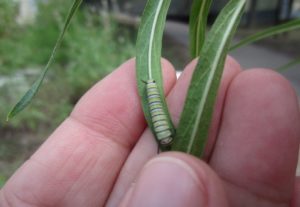 Monarch caterpillar in Barrington garden
