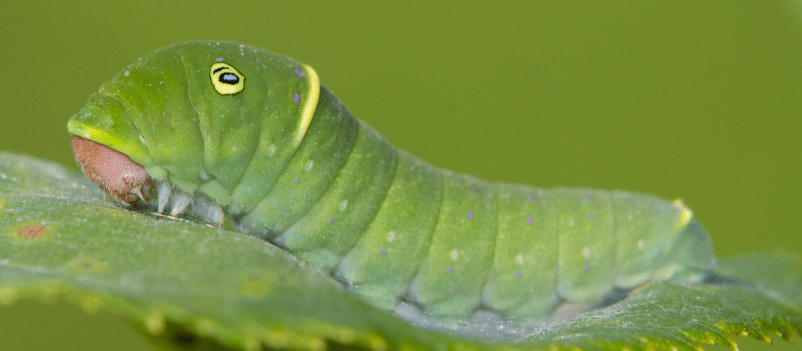 eastern tiger swallowtail caterpillar
