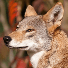 red wolf