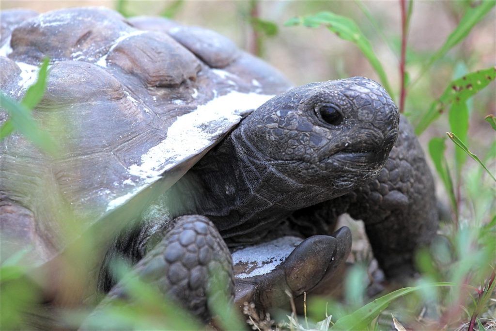 The Untold Tale Of The Tortoise & The Hare - The National Wildlife 