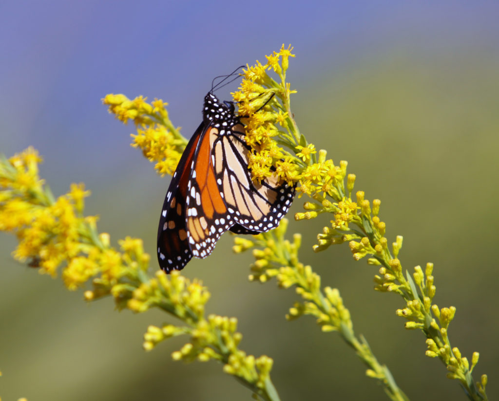 National wildlife. Фото бабочка Монарх вертикальная картинка. 2 Different Butterfly.
