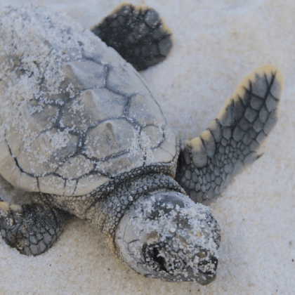 Climate Change, Natural Disasters, & Mid-Atlantic Wildlife ...