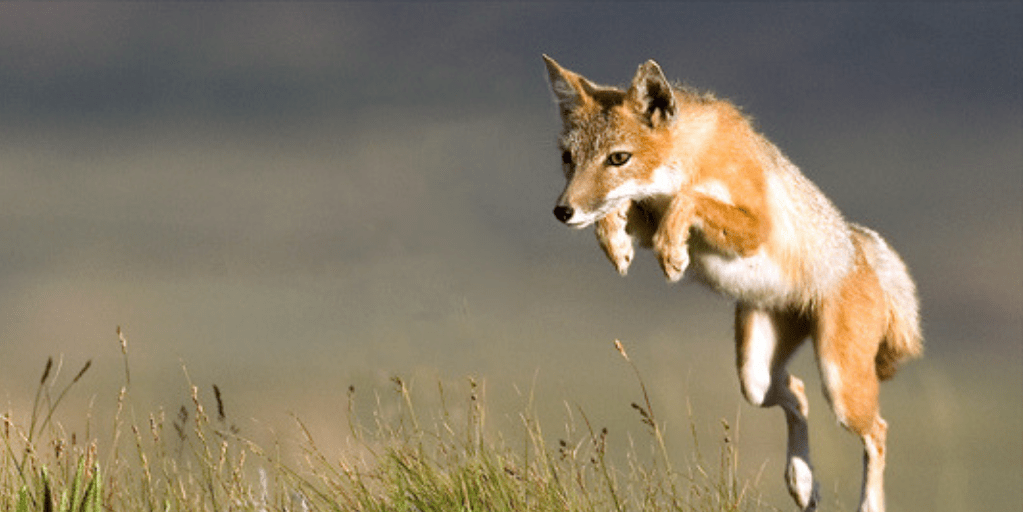 swift fox