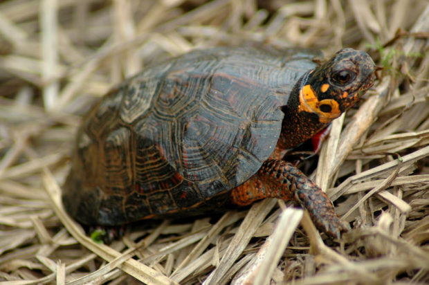 Victory: A Wildlife-Friendly Farm Bill - The National Wildlife ...