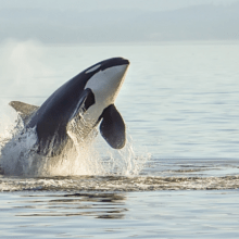 orca