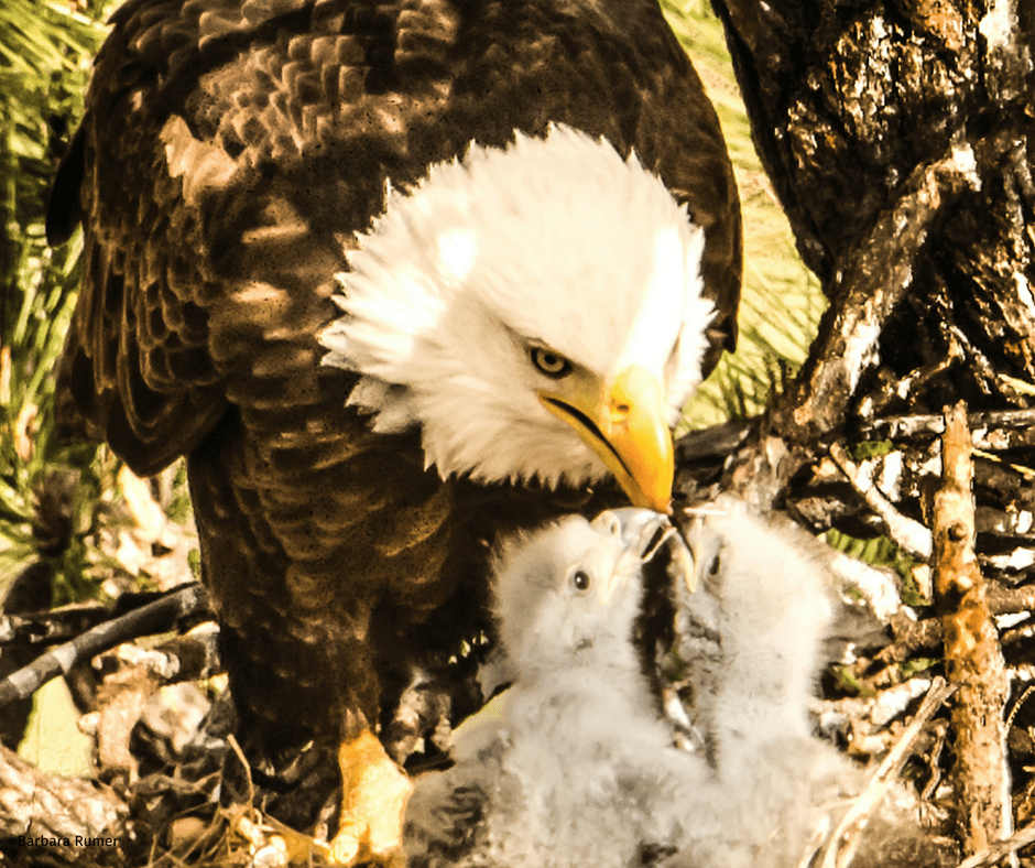 bald eagle and chicks