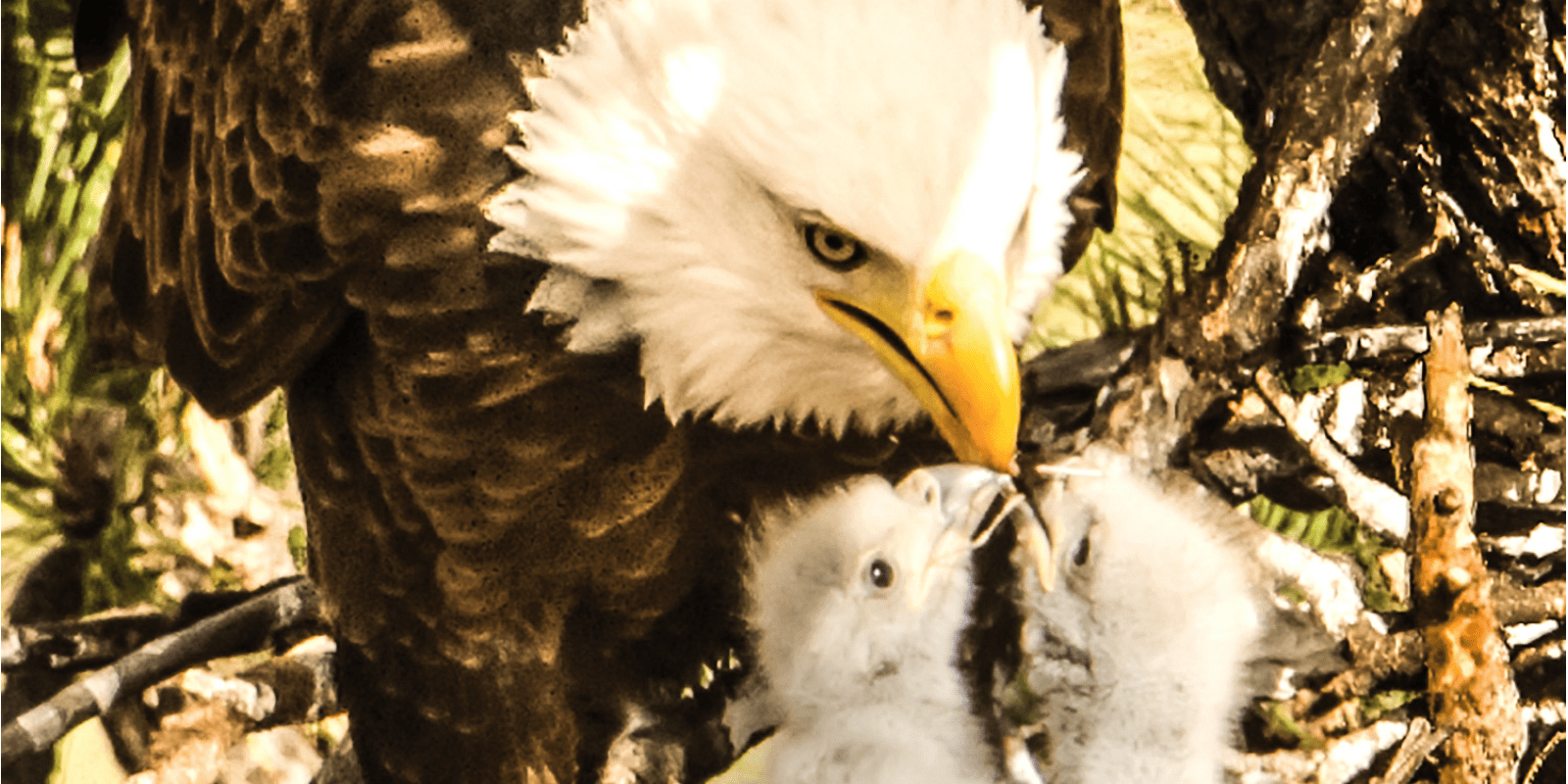 bald eagle and chick