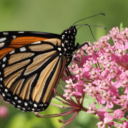 Good News for Eastern Monarch Butterfly Population • The National ...