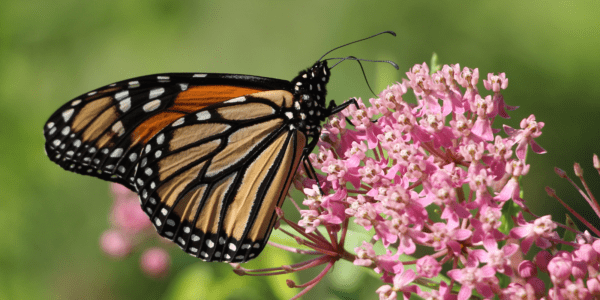 Good News for Eastern Monarch Butterfly Population - The National ...