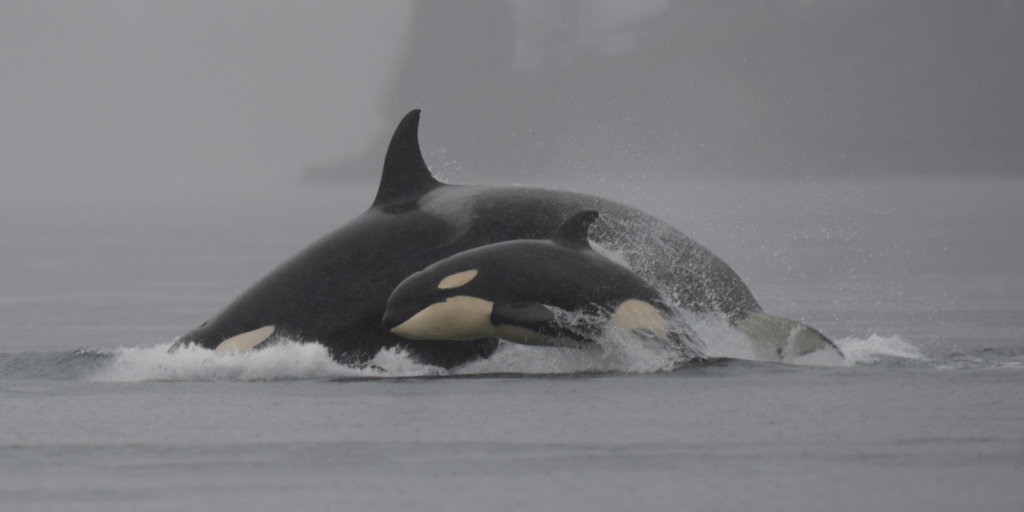 orca