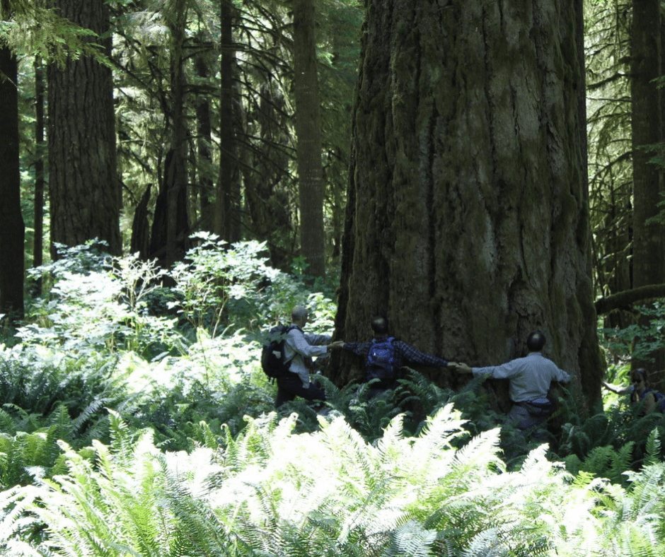 Old-growth Douglas fir in Oregon.