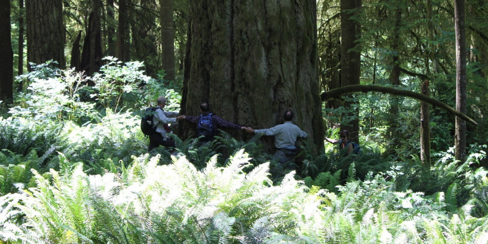 Old-growth Douglas fir