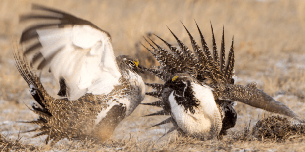 Changes To Conservation Plans Imperil The Greater Sage-Grouse - The ...