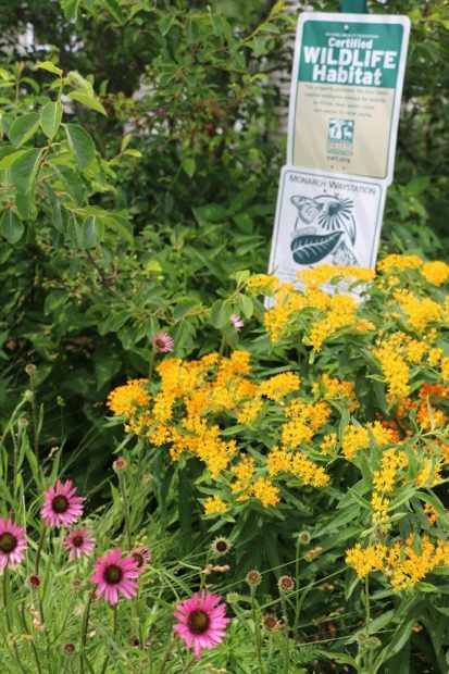 A Powerful Force for Pollinators - National Garden Clubs - The National ...