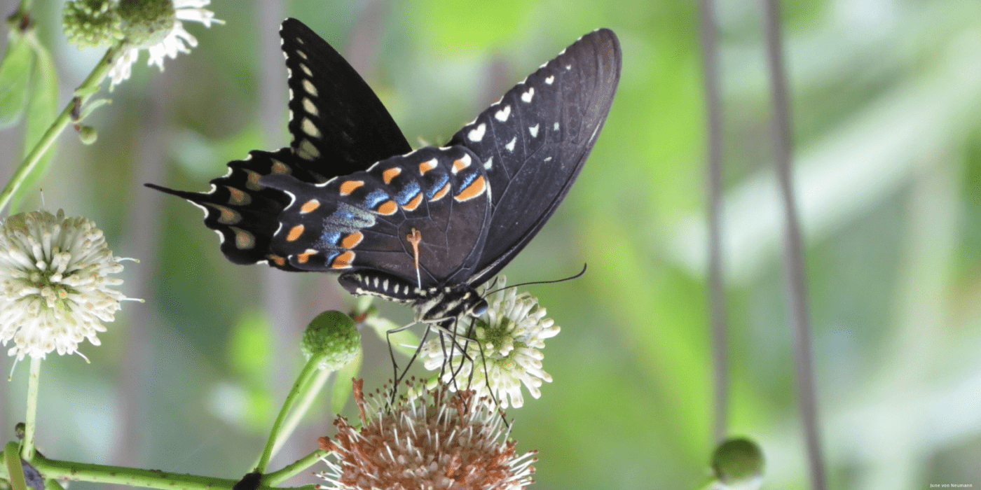 A Powerful Force for Pollinators National Garden Clubs The National