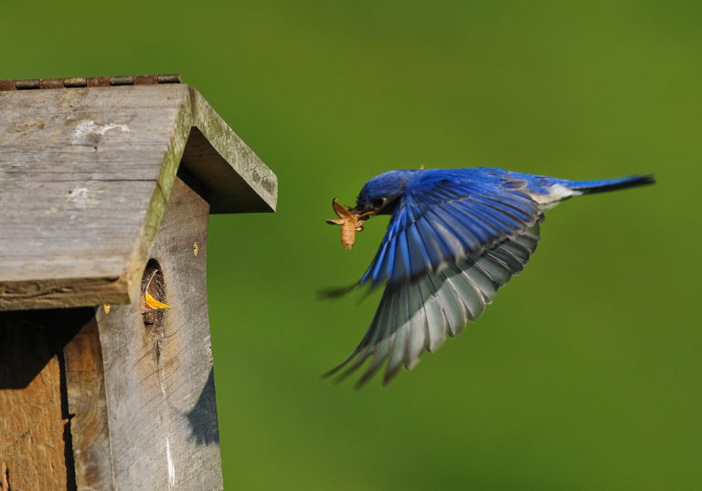Four Ways to Attract Birds and Butterflies - The National Wildlife ...