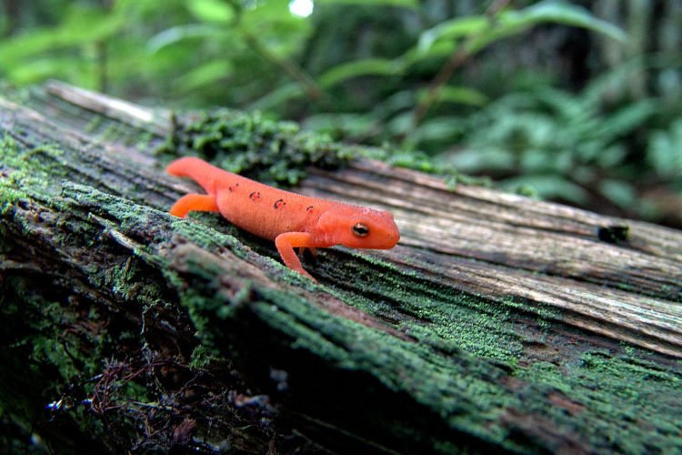 red-spotted salamander on a log