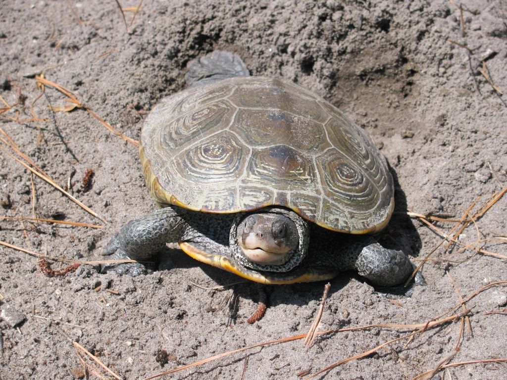 Baltimore Wildlife Week: 7 Wildlife Fun Facts - The National Wildlife 