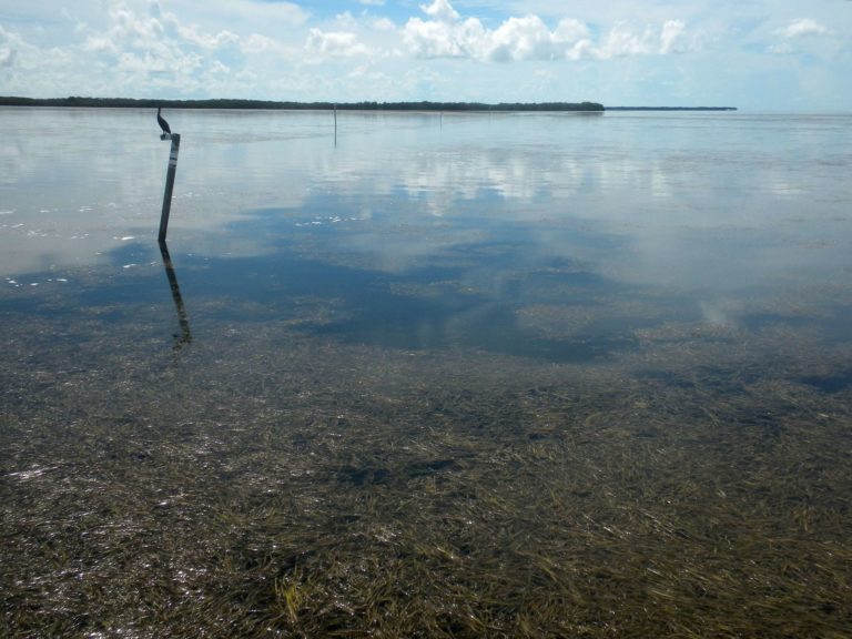 How Delayed Restoration of America’s Everglades Threatens Florida Bay’s ...