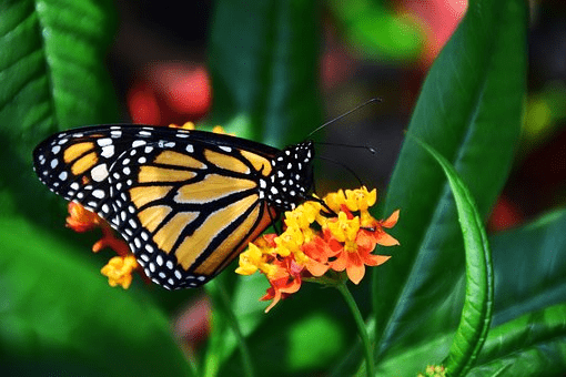 a monarch butterfly