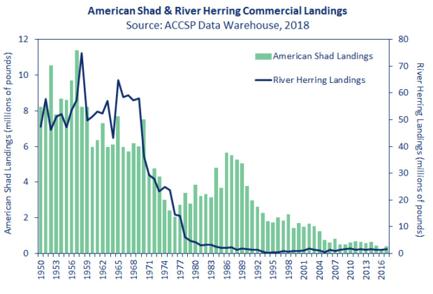 Graph showing decline in river herring landings and American shad landings since 1950.